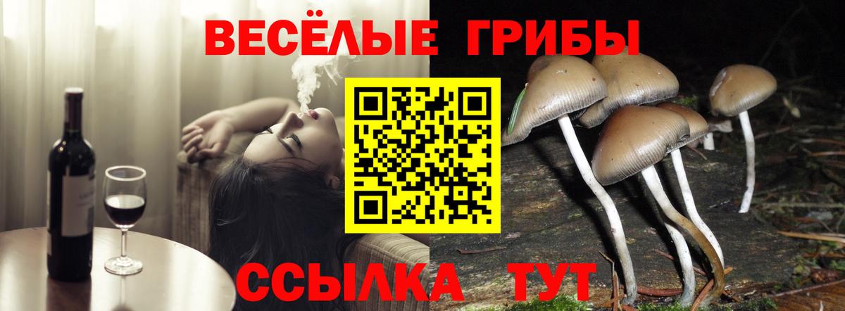 Галлюциногенные грибы Psilocybine cubensis Саяногорск